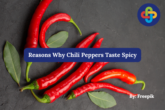  Here Are 5 Reasons Why Chili Peppers Taste Spicy, Check Out the Explanation! 